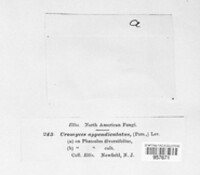 Uromyces appendiculatus image
